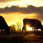 Vaches au coucher de soleil à Navès dans le Tarn