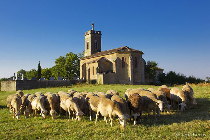 Un troupeau de brebis devant la chapelle de Saint-Jean-de-Prémiac à Roumégoux